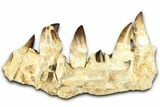 Fossil Mosasaur (Thalassotitan) Jaw Section with Teeth - Morocco #368247-6